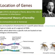 Theory of Heredity Developed (1915)