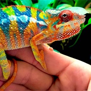 Hold a Chameleon
