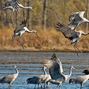 Sandhill Crane Festival, Baker Sanctuary