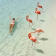 Relaxing on Flamingo Beach, Aruba