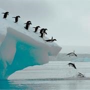 Nearly 3% of the Ice in Antarctic Glaciers Is Penguin Urine.