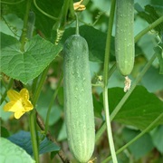 Cucumbers