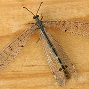 Antlion