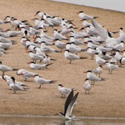Salinas River National Wildlife Refuge