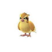 Pidgey