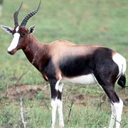 Bontebok