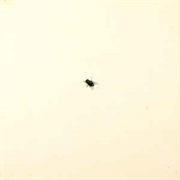 Walter Franco - Ou Não