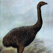 Giant Moa