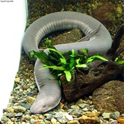 Amphiuma