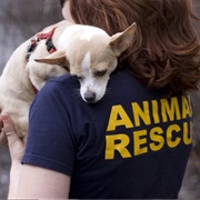 Volunteer for a Animal Rehabilitation Program