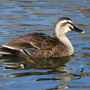 Eastern Spot-Billed Duck