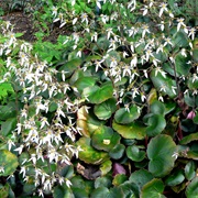Creeping Saxifrage (Saxifraga Stolonifera)