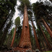 Get Lost in Redwood National Park