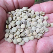 Brewer's Lentil
