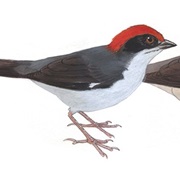 Antioquia Brush Finch