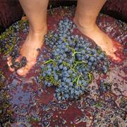 Grape Stomping