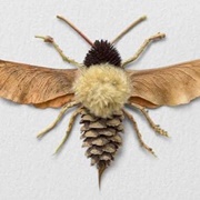 Insect Collection Out of Plant Pieces