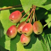 Calva Crabapple (Malus Kansuensis)