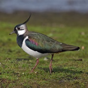Northern Lapwing