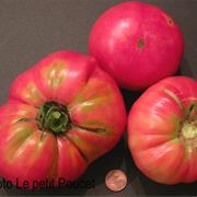 Large Pink Bulgarian