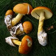 Oronge Mushroom