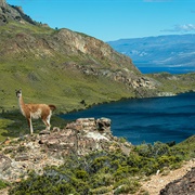 Patagonia National Park, Chile