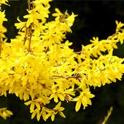 Forsythia