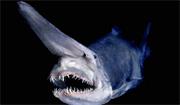 Goblin Shark