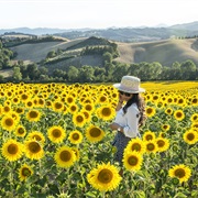 Tuscany Sunflower Fields, Italy