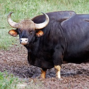 Guar (Bovine)