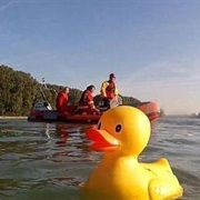 Rubber Duck Race