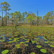 St. Marks National Wildlife Refuge