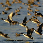 McLean National Wildlife Refuge