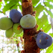 Mullumbimby Plum (Davidsonia Jerseyana)