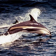 Atlantic White-Sided Dolphin