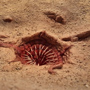 Sarlacc