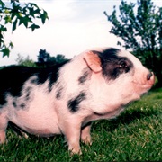 Buy a Pot Belly Pig