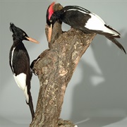 Imperial Woodpecker (Possibly Extinct)
