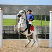 The Tempel Lipizzans