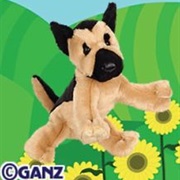 German Sheperd