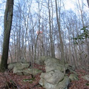 Depot Hill State Forest, New York