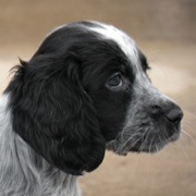 Blue Picardy Spaniel