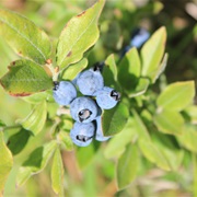 Sourtop Blueberry (Vaccinium Myrtilloides)