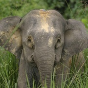 Borneo Pygmy Elephant