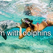 Swim With Dolphins