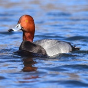 Reddish Brown Headed Mallard
