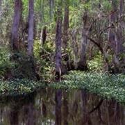 Big Cypress National Preserve