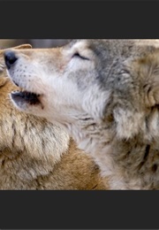 Apie Ką Staugia Vilkai (2011)