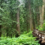 Ancient Forest/Chun T'oh Whudujut, Penny, British Columbia