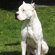 Dogo Argentino